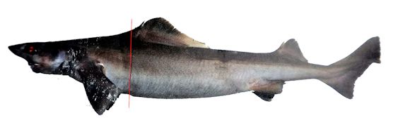 Centrophorus lusitanicus_02229.jpg